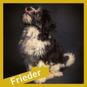 Frieder Weber